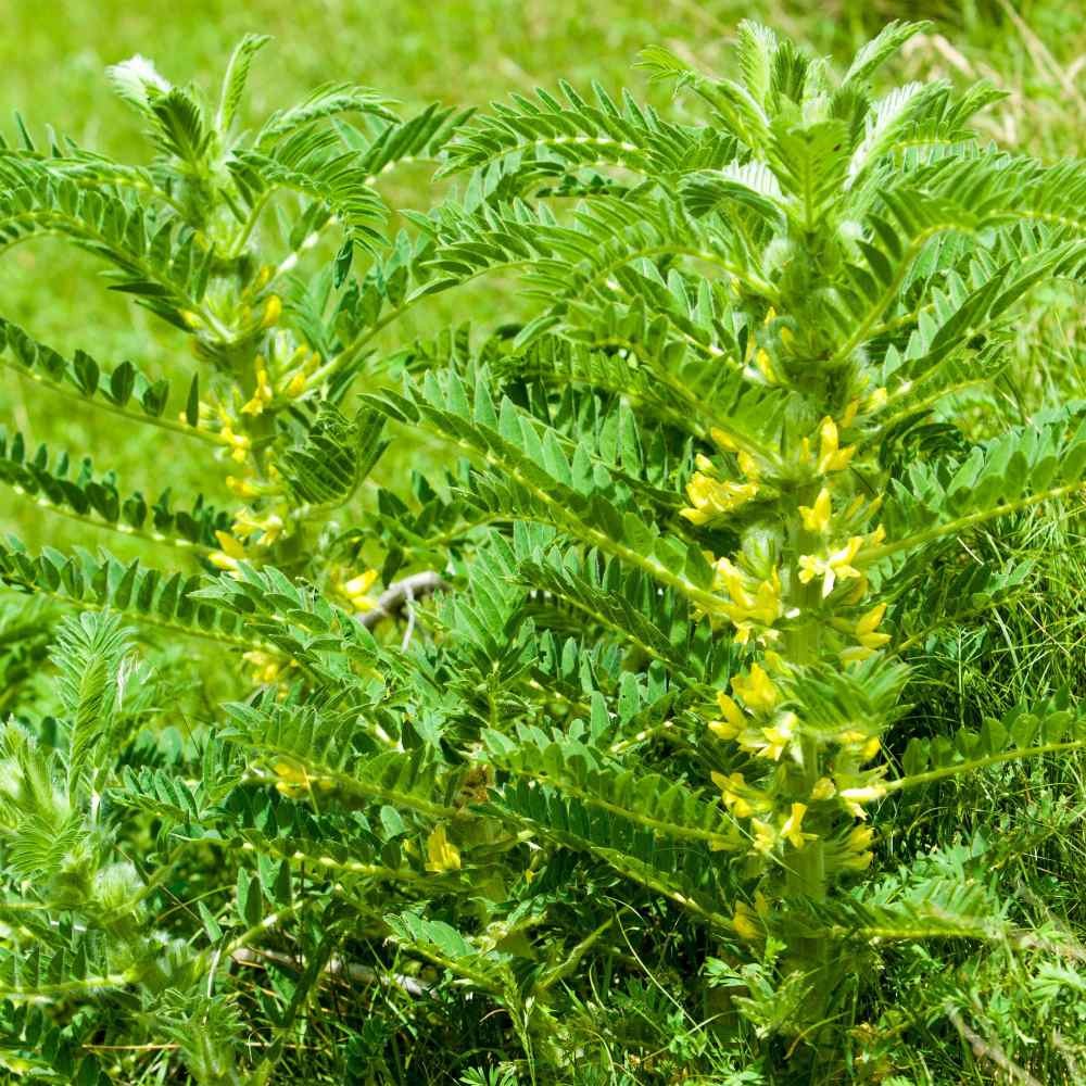 200 Seeds Astragalus Seeds – Milk Vetch Herb Seed