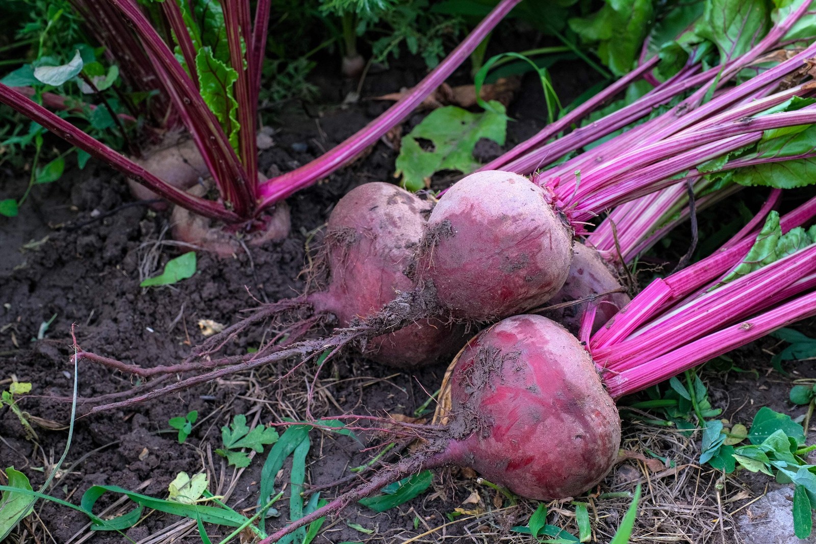 250 EARLY WONDER BEET Beta Vulgaris Vegetable Seeds