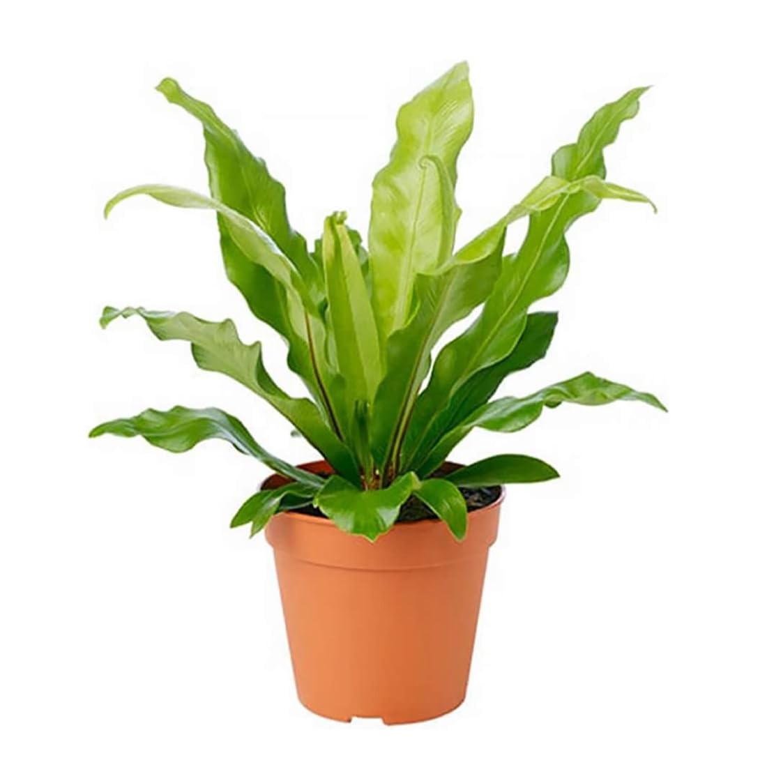 Live Bird’s Nest Fern in 6Inch Pot Easy Care, AirPurifying Indoor Plant