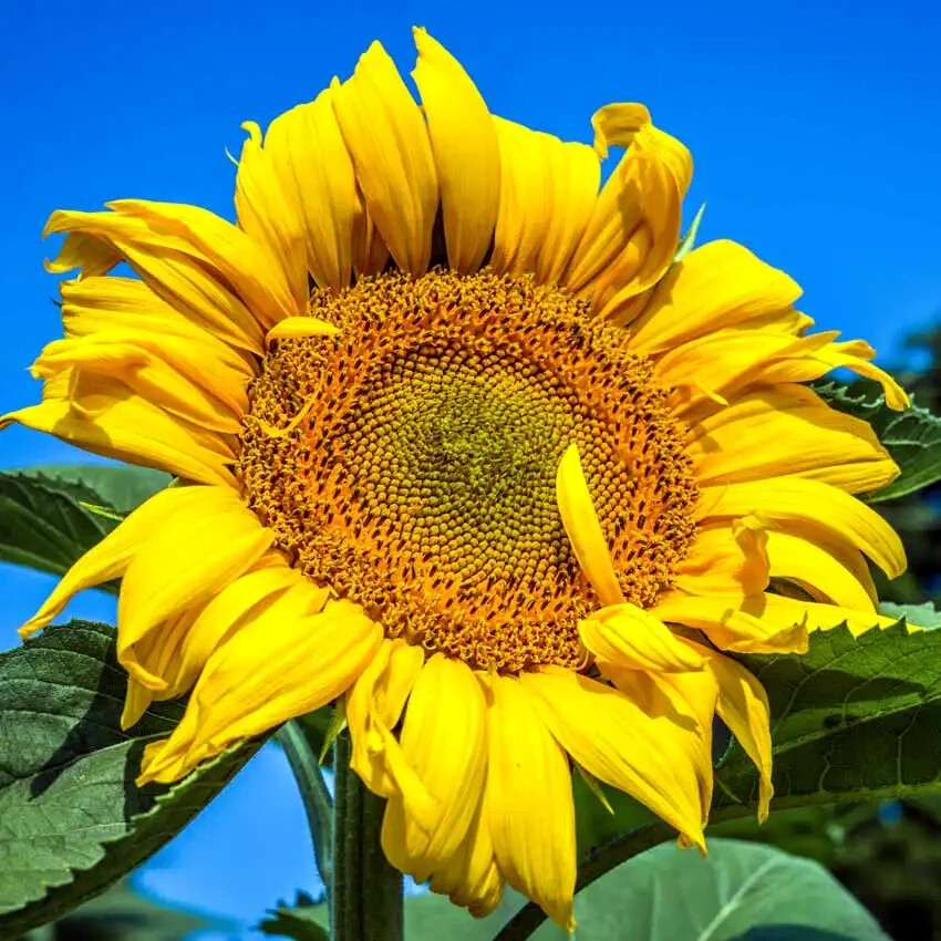 GIANT MAMMOTH RUSSIAN “GREY STRIPE” SUNFLOWER SEEDS Heirloom Hardy 10″ FLOWERS