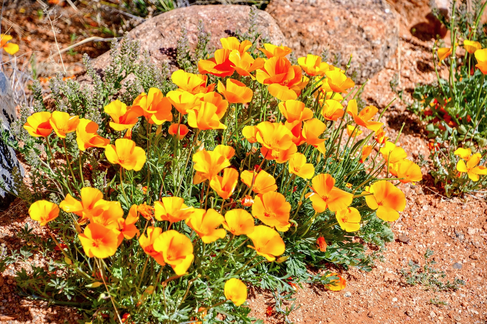 1000 DWARF Yellow CALIFORNIA Tufted POPPY Eschscholzia Caespitosa Flower Seeds