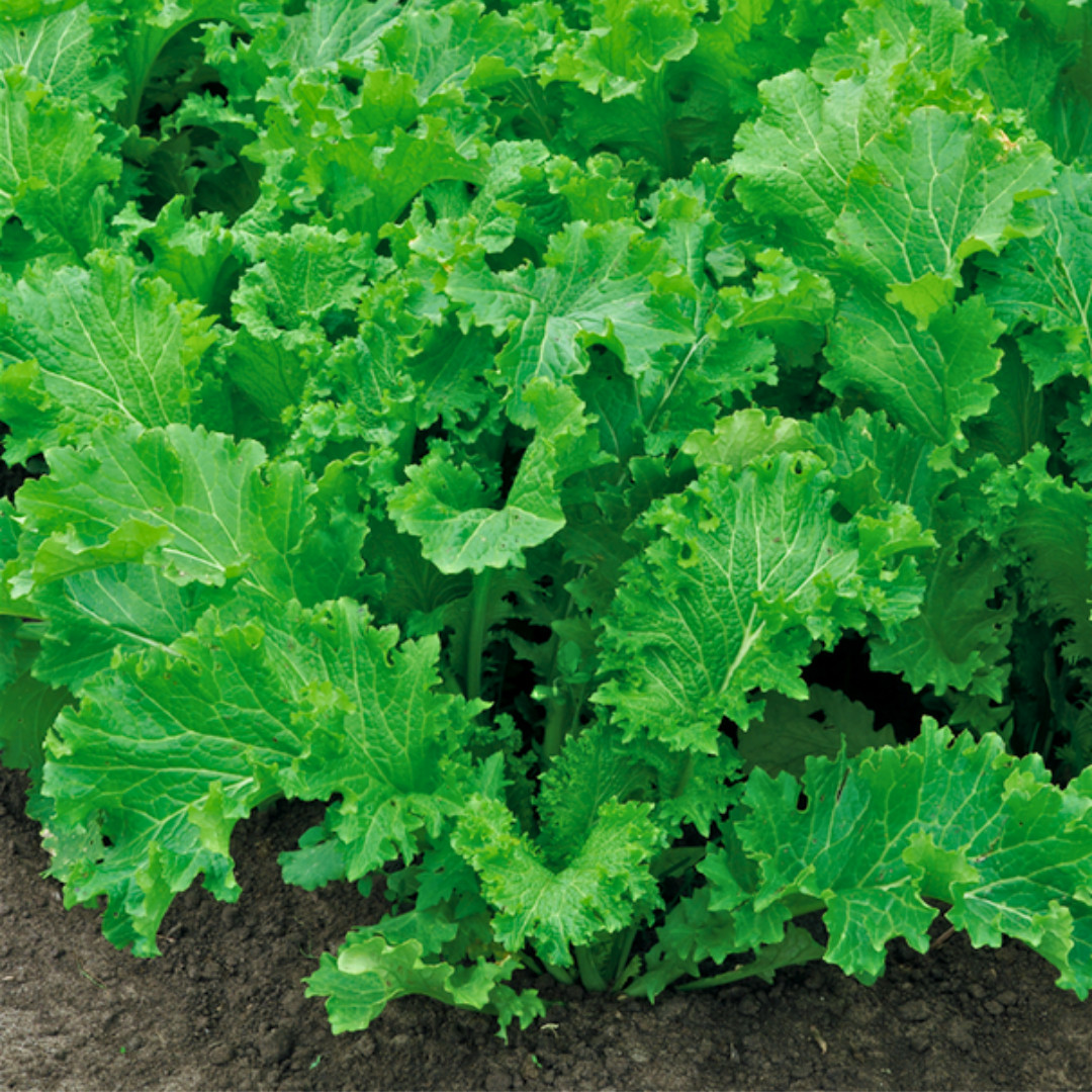 Fresh Wasabi Mustard Green Seeds | Heirloom Non-GMO | Asian Vegetable Seeds