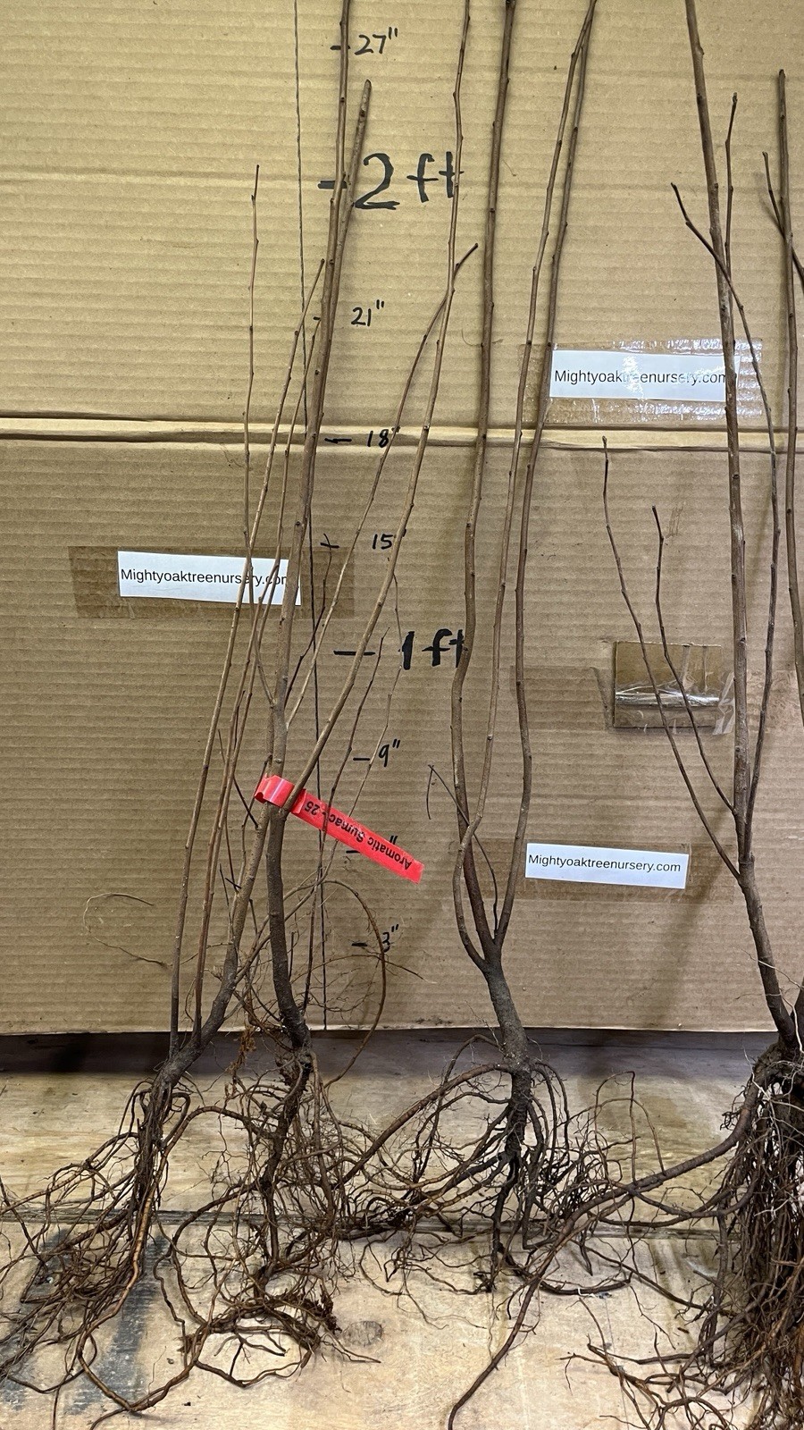 Fragrant sumac (Rhus aromatic) 1-2 year old plant, well rooted