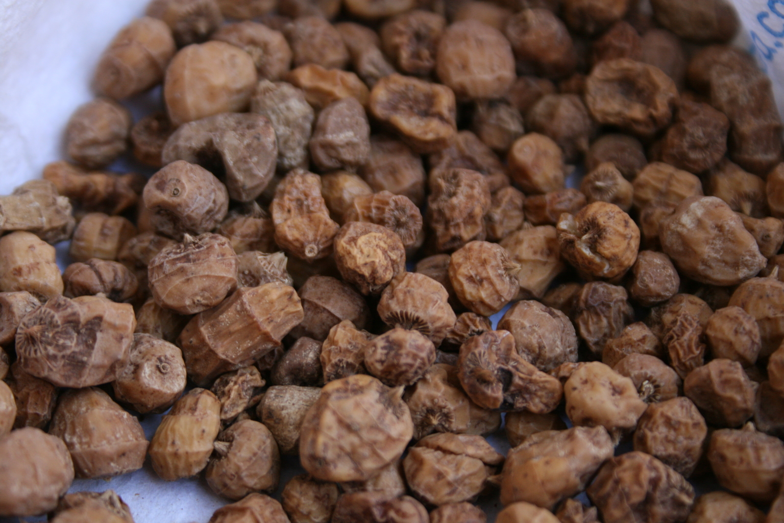 20 TIGER NUT Seeds (Cyperus esculentus) | NON-GMO | Free shipping | Perennial
