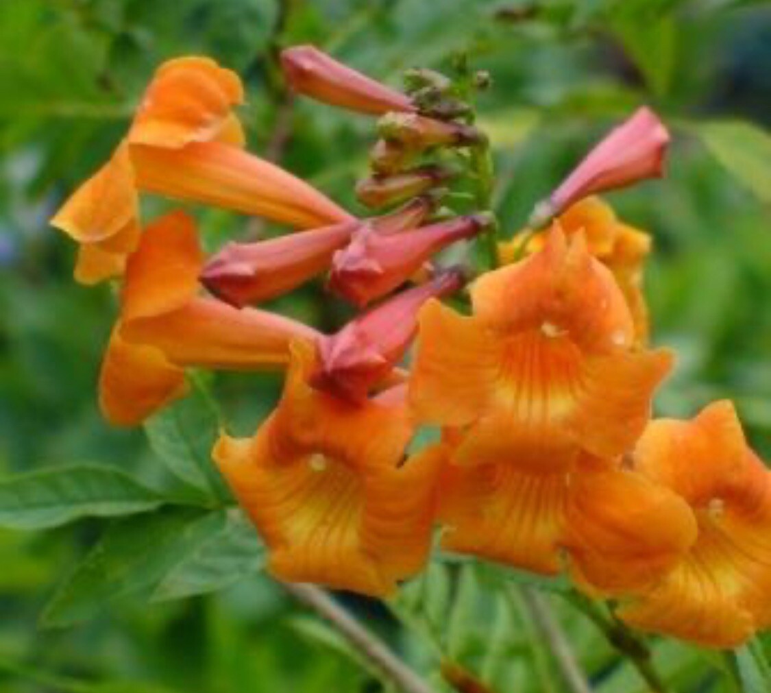 Orange Trumpet Vine Seeds (Campsis radicans) Showy Crepper Flower 20 Seeds