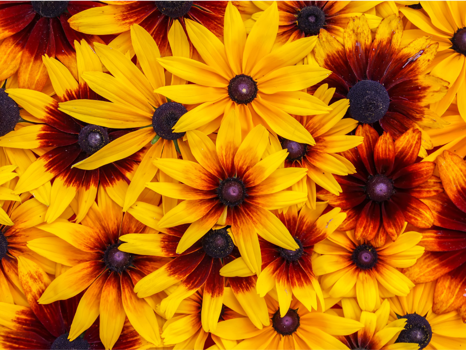 100 Seeds| Gloriosa Daisy Seeds #N005