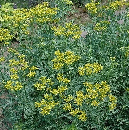 Rue (Ruta graveolens), SEEDS