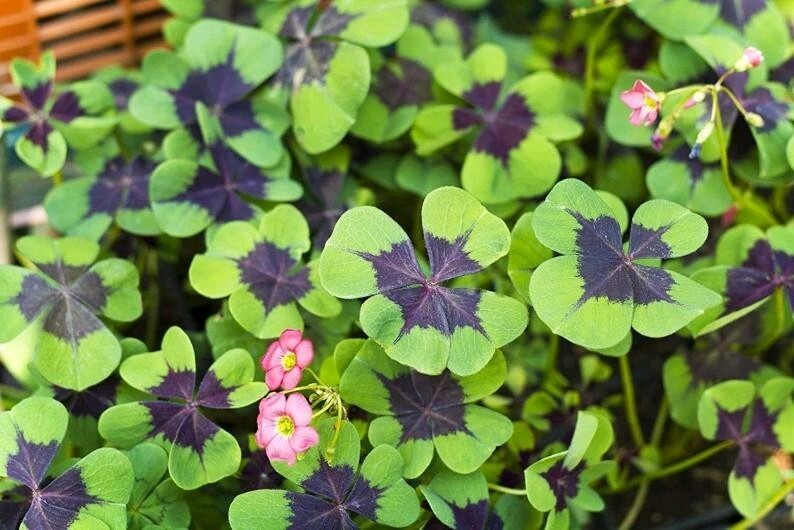 Pack of 15 Gorgeous Iron Cross Shamrock Oxalis Tetraphylla Bulbs