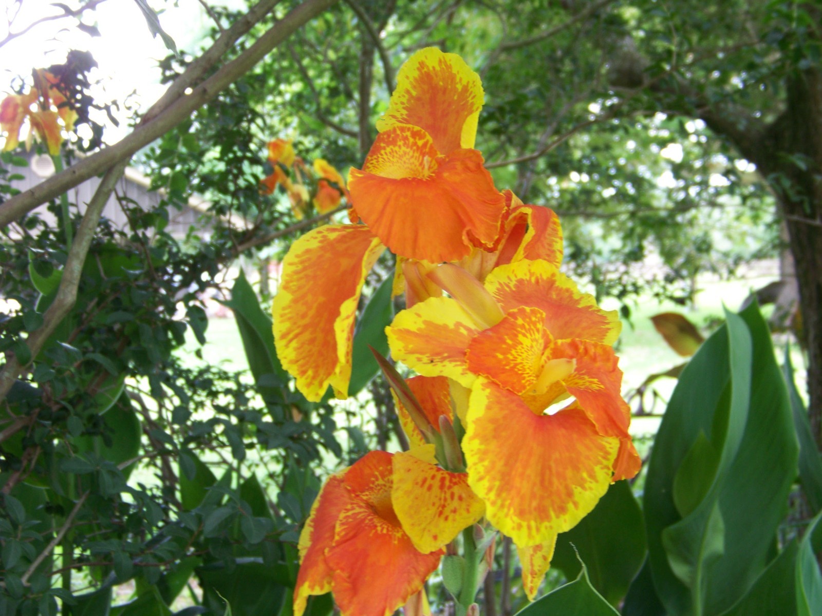 5 Orange / Yellow Canna Lily Bulbs