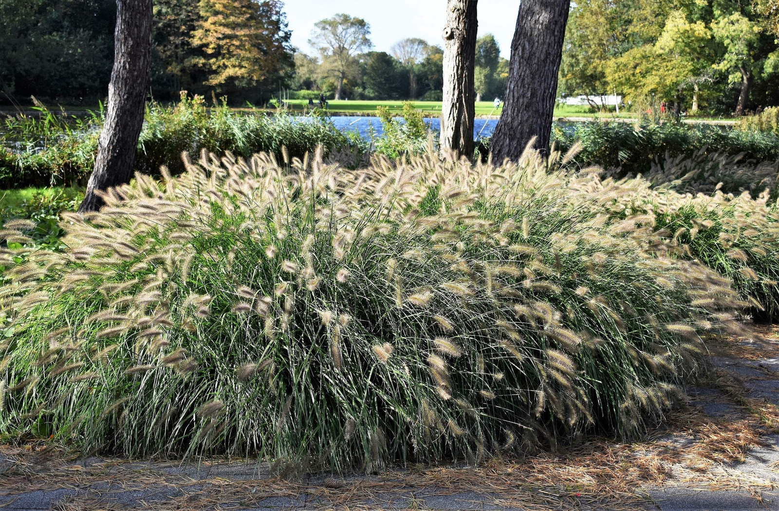 25 DWARF FOUNTAIN GRASS Pennisetum Alopecuroides Hardy White Plume Seeds