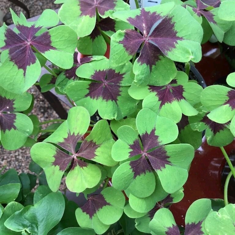 Pack of 15 Gorgeous Iron Cross Shamrock Oxalis Tetraphylla Bulbs