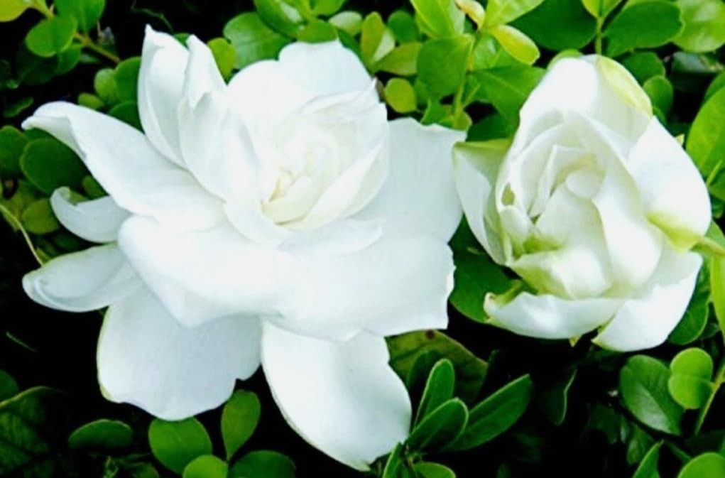 100PCS Gardenia Jasminiodes Seeds Cape Jasmine Fragrant Shrub Seeds Heirloom