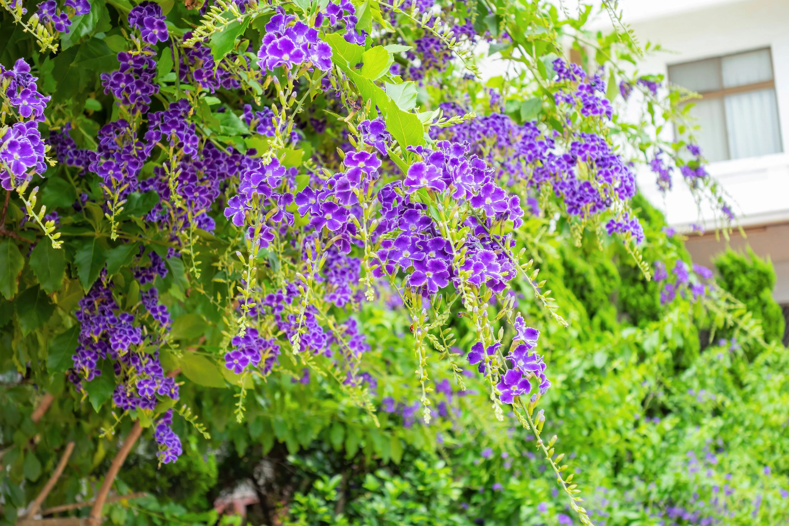 10 GOLDEN DEWDROP Duranta Erecta Repens Golden Foliage Blue Violet Purple White