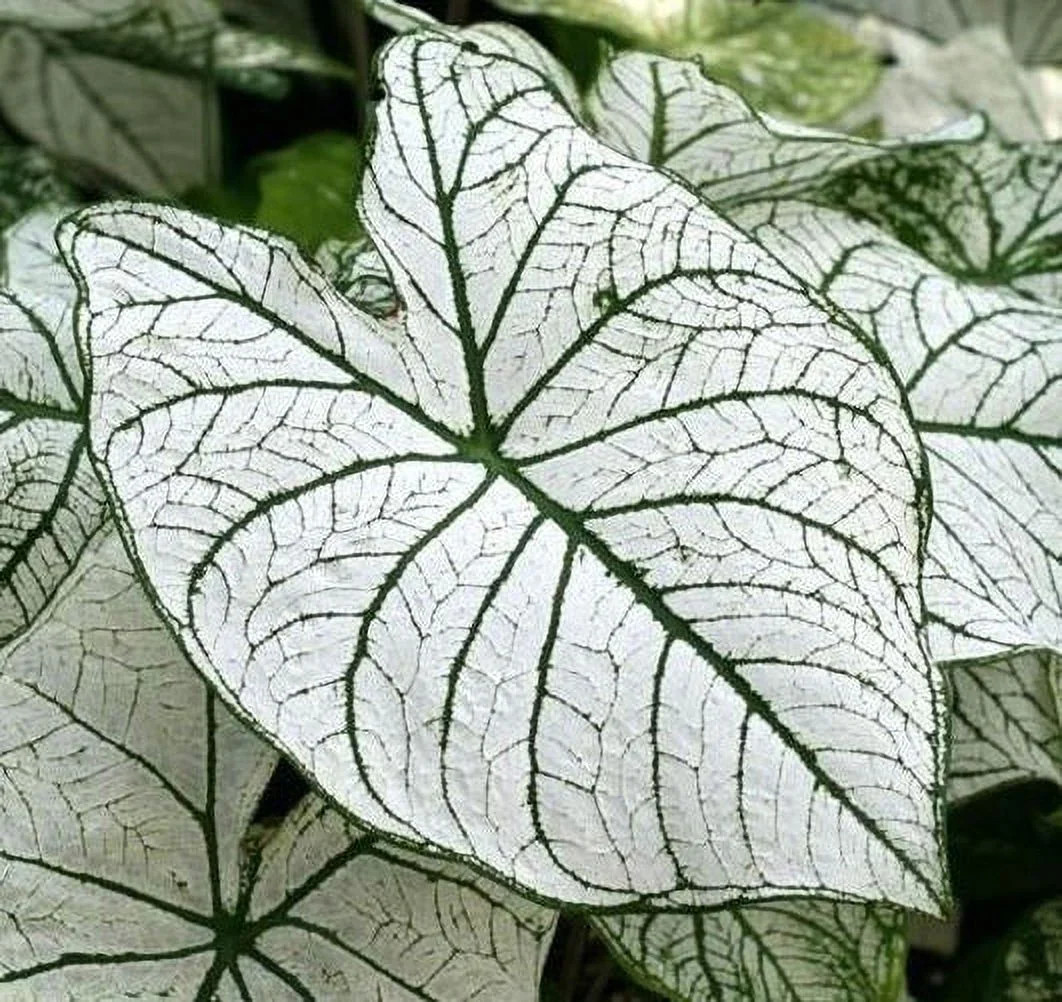 White and Green Candidum Caladium (2 Bulbs)