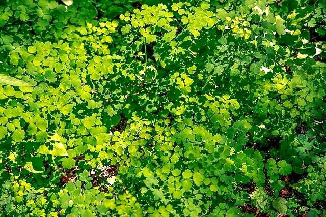 Foamy meadowrue 30 seeds, Thalictrum Isopyroides, hardy perennial yellow flowers