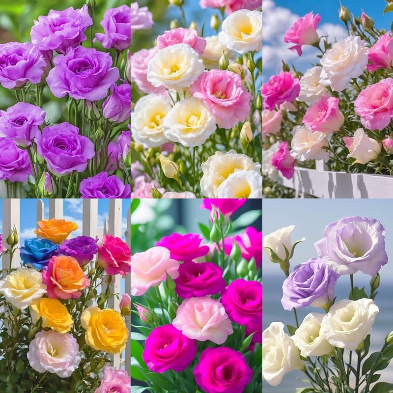 950+ Mixed Lisianthus Seeds for Planting Outdoor -Lisianthus Thornless Roses …