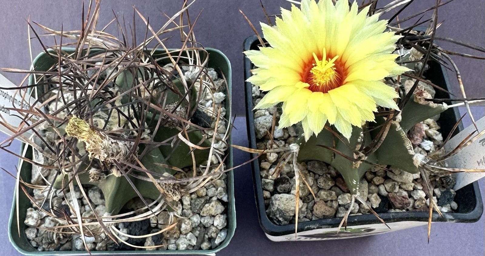 25seeds Astrophytum Capricorn V.Nudum Fresh Cactus Seeds 2025