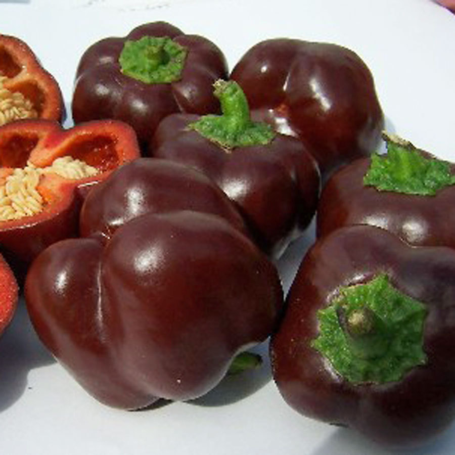 CHOCOLATE BEAUTY SWEET PEPPER SEEDS * BULK 100 COUNT PKT. * SWEETEST PEPPER *