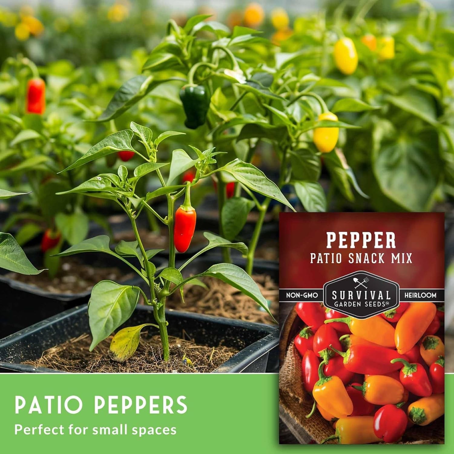 Patio Snack Mix Mini Sweet Pepper Seeds for Planting | Compact Lunchbox-Style He