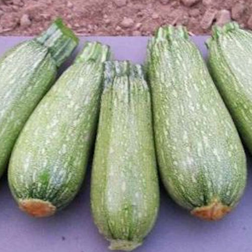 20+ GRAY ZUCCHINI SUMMER SQUASH FRESH FOR GARDENS