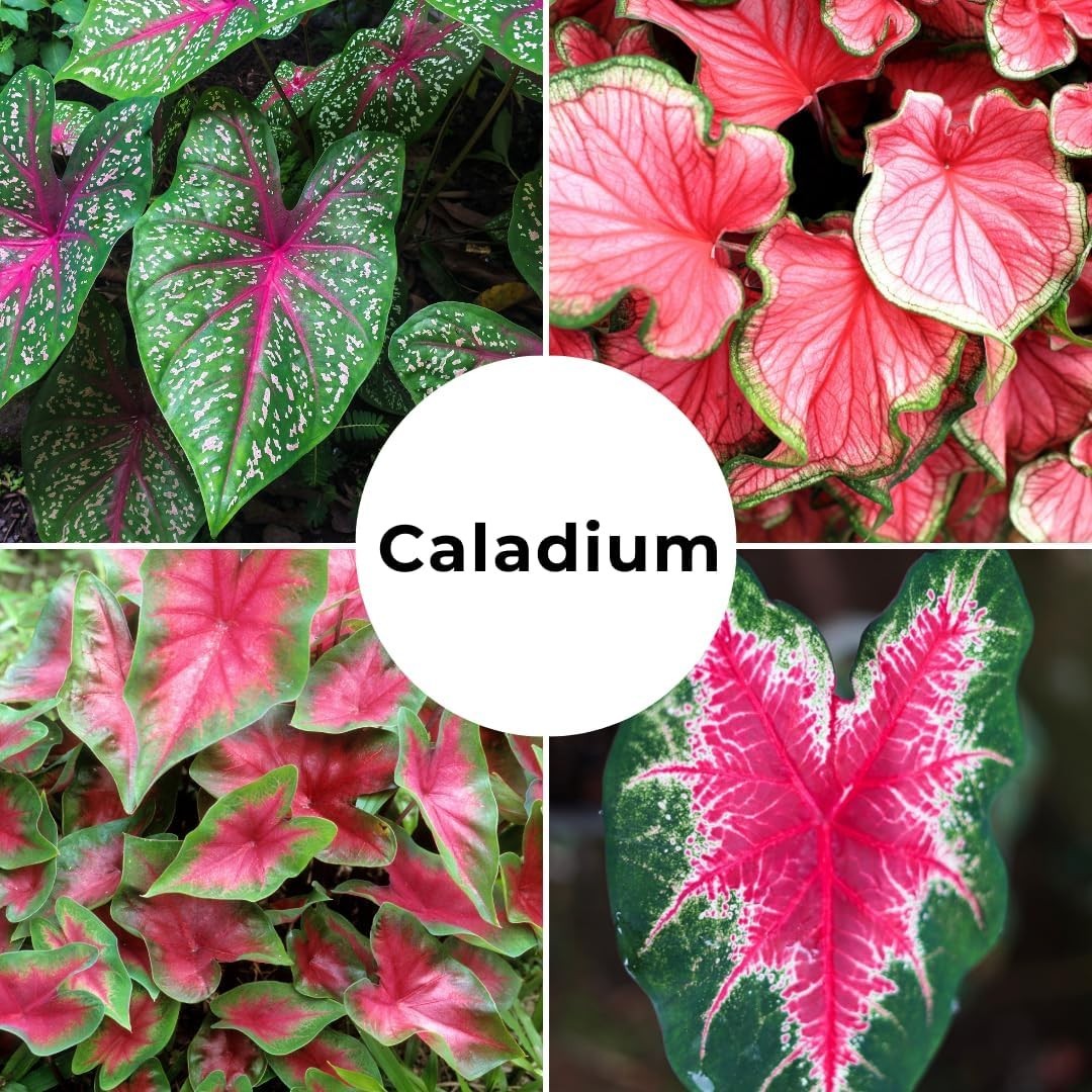 10 Count Caladium Bulbs – Easy Perennial Plants with Bold Color for Any Setting
