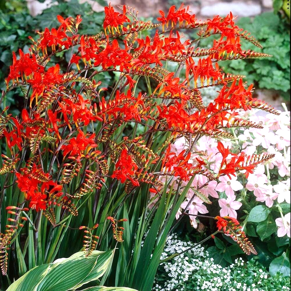 20 CROCOSMIA ” LUCIFER ” SEEDS