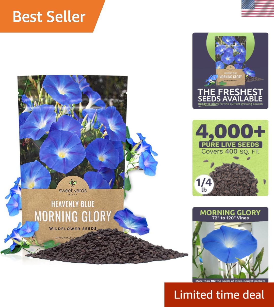 Bulk 1/4 Pound Morning Glory Seeds – Heavenly Blue Flowers with 4000+ Seeds