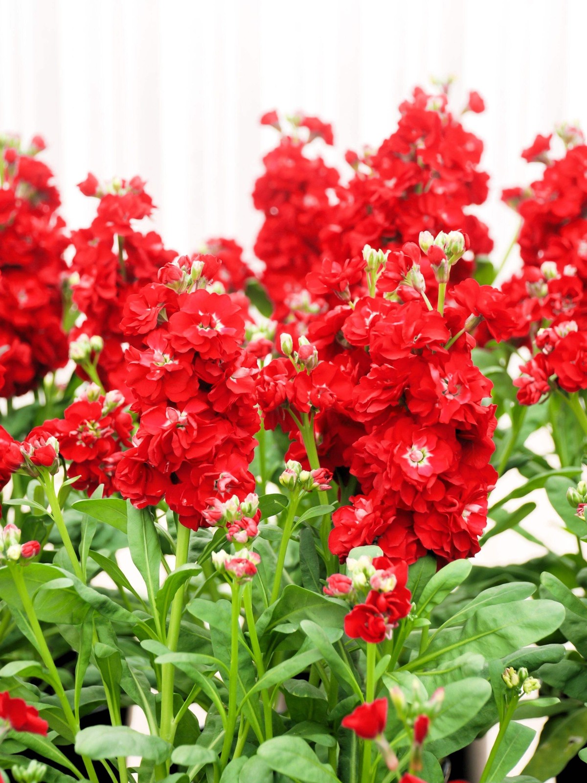50 MIXED COLORS STOCK Matthiola Incana Ten-Week Gillyflower Blue White Pink Red