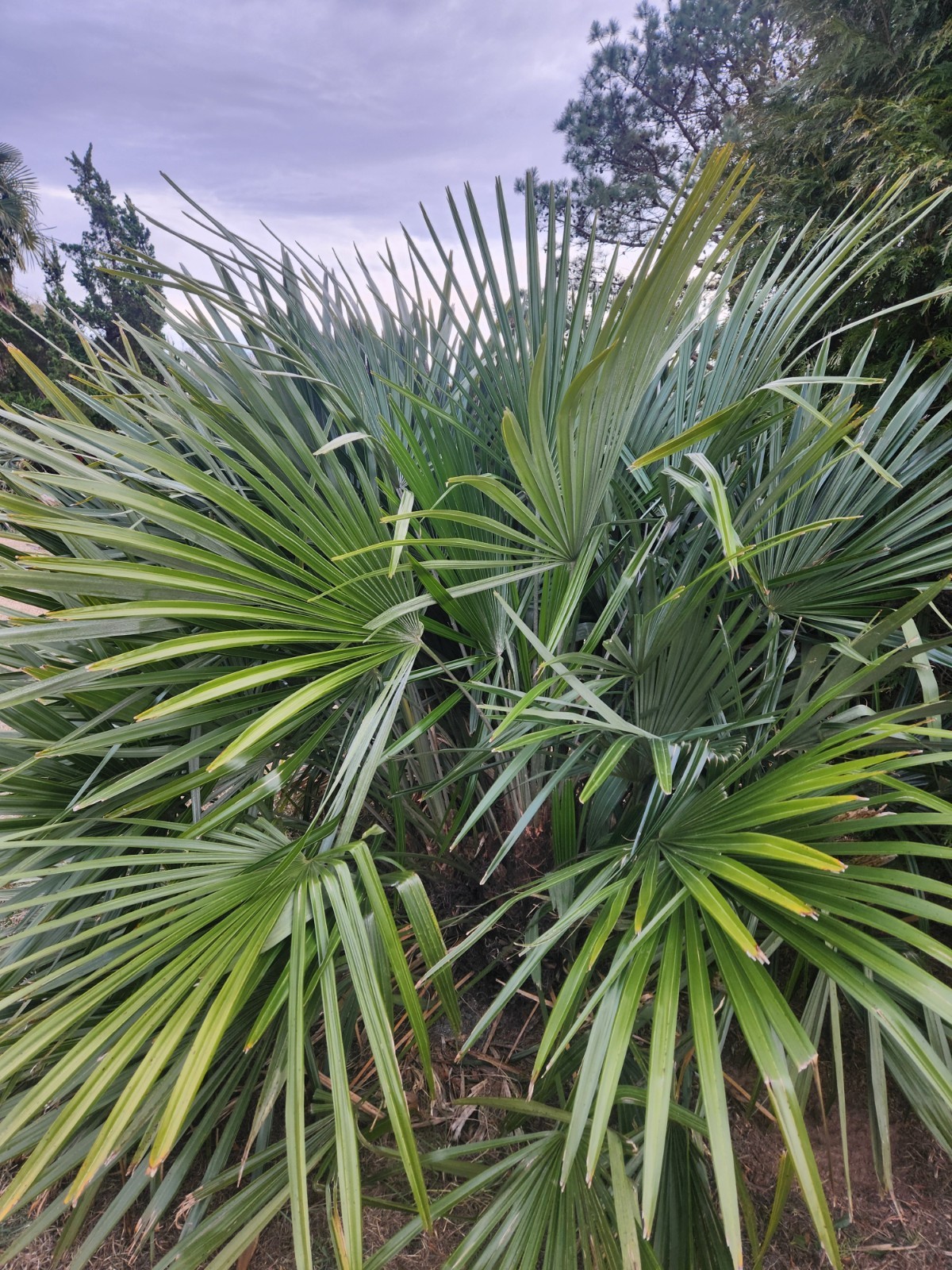 20 Palm Seeds Of Various Species