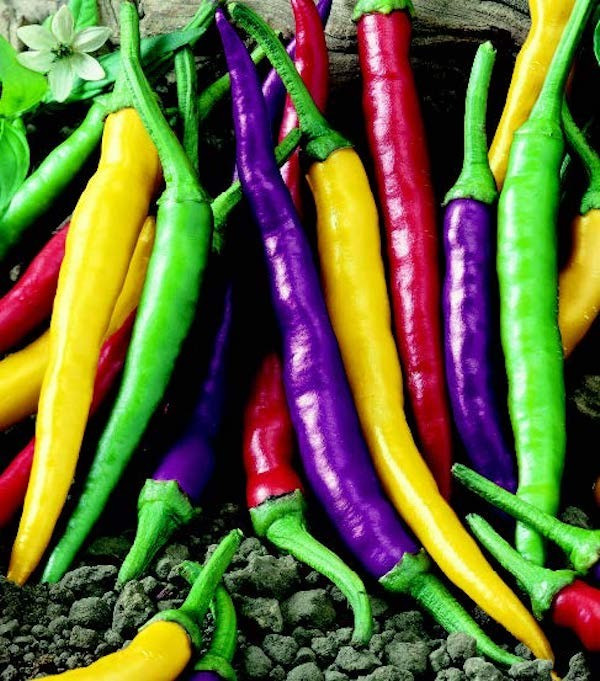100+ Cayenne Pepper Seeds — Fiesta Blend ———– HOT — Heirloom – Organic