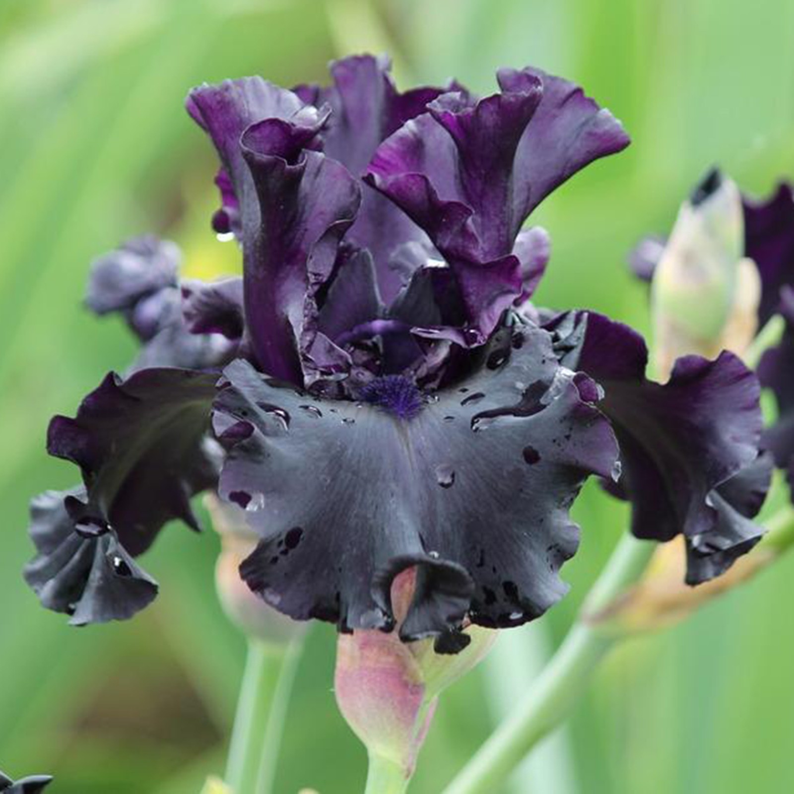 **All Night Long** Tall Bearded Iris. BLACK, Combined Shipping: Jul – Sep