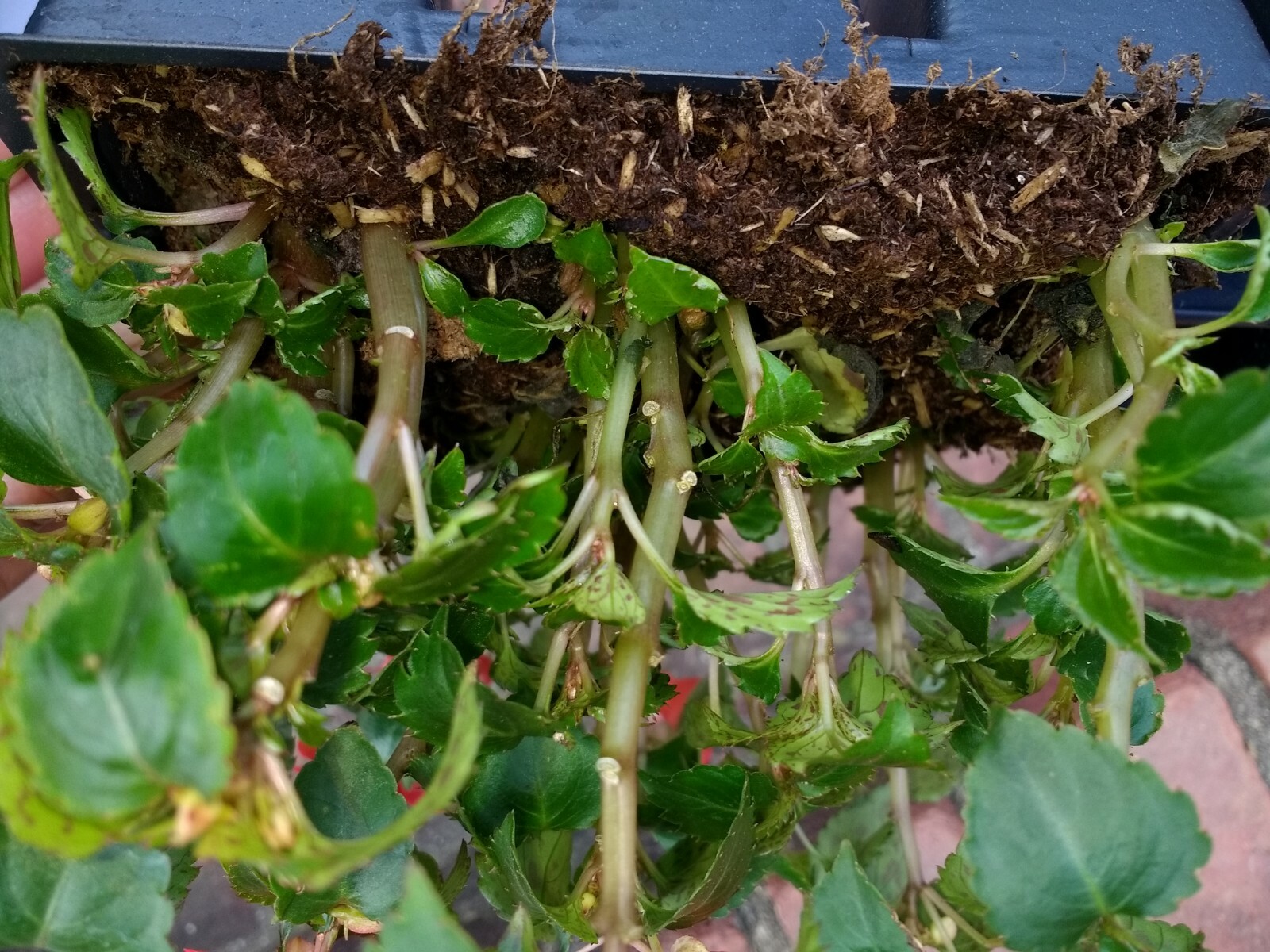Impatiens annual flowers, BUY 6 GET 6 FREE (Total 2-six packs count plants)