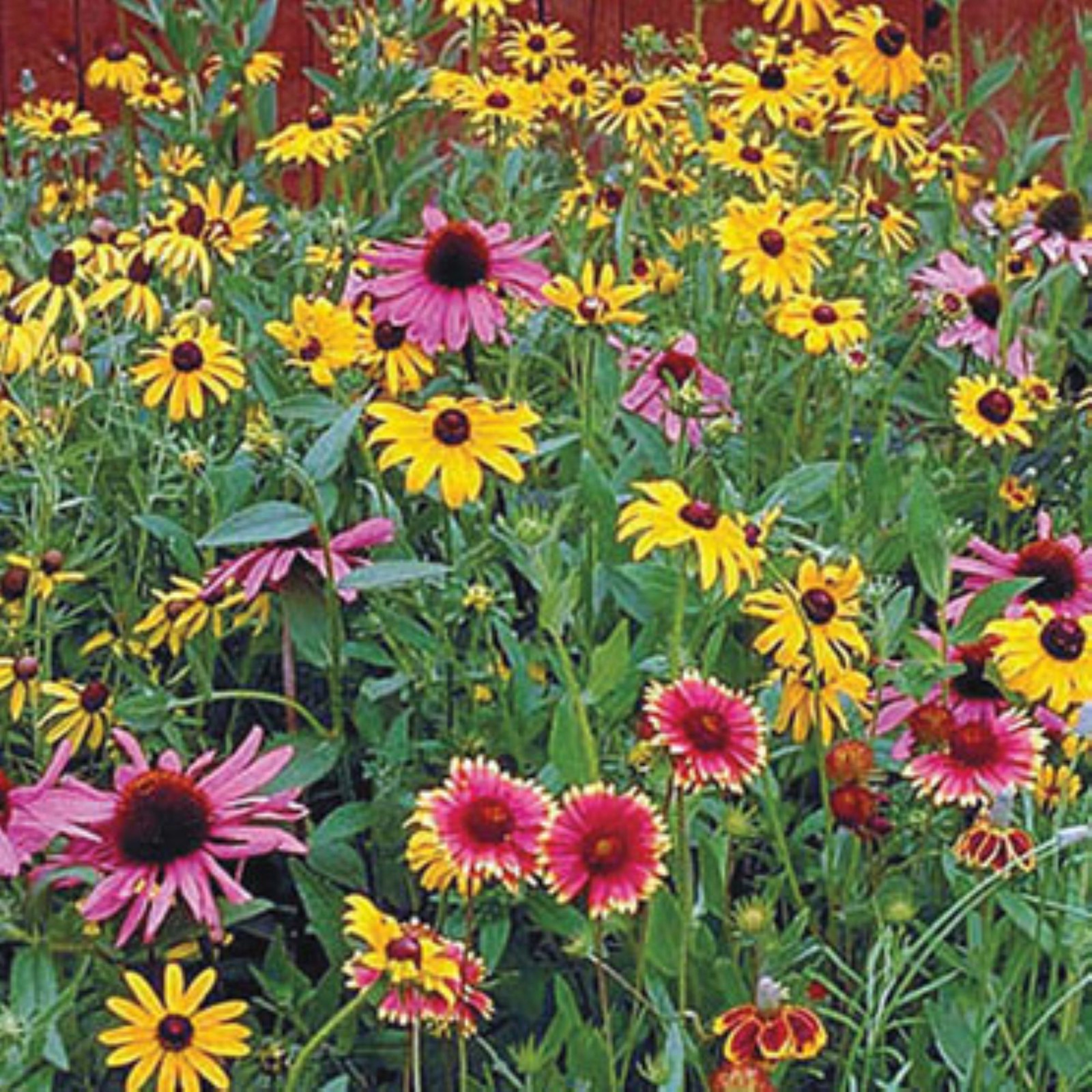 Giant 2 oz. Pack of Wildflower Flower Seeds and starting medium for shady areas
