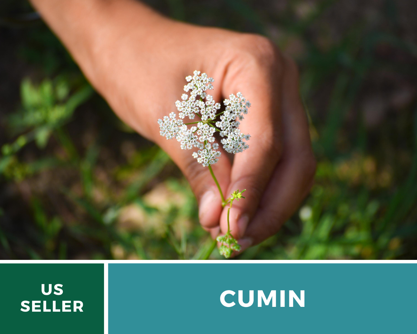 Cumin – 100 Seeds – Medicinal & Culinary Herb – Heirloom – Non GMO