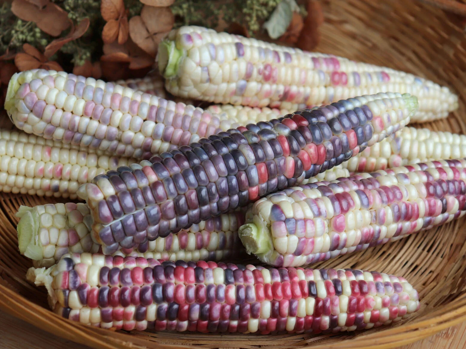Painted Hill Sweet Corn Seeds (50) / ORGANIC / FLORIDA GROWN / STUNNING COLOR