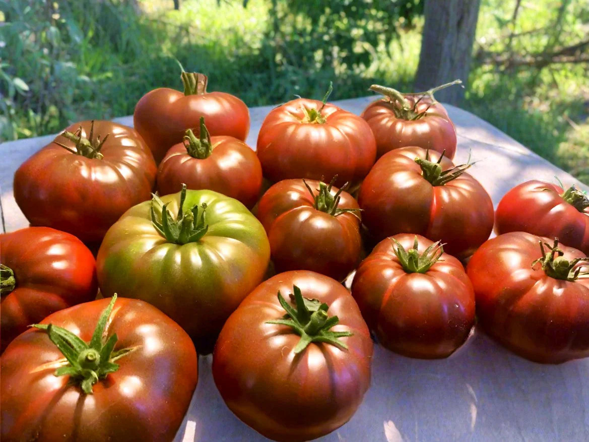 Black Krim Tomato Seeds – For 2025 Planting Purple Crimean Russian Smoky