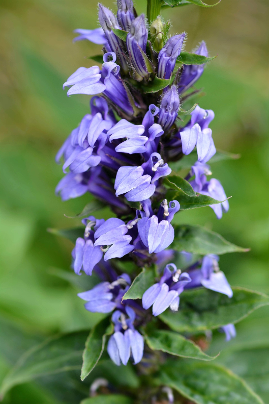 500 GREAT BLUE LOBELIA Upright Lobelia Siphilitica Flower Seeds *Comb S/H