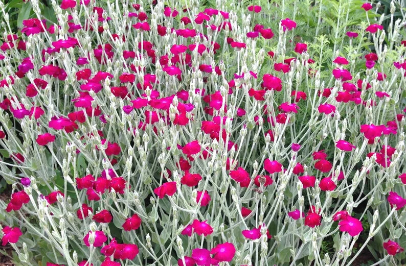 Rose Campion Seeds, Lychnis Coronaria, 200+Seeds (PINKS) Free shipping