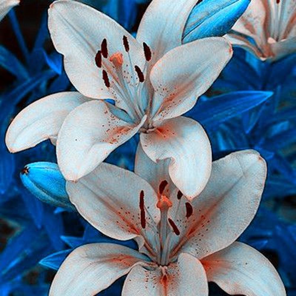 20 EXOTIC rare LILY SEEDS for garden flower perennial plant beds USA SELLER USPS