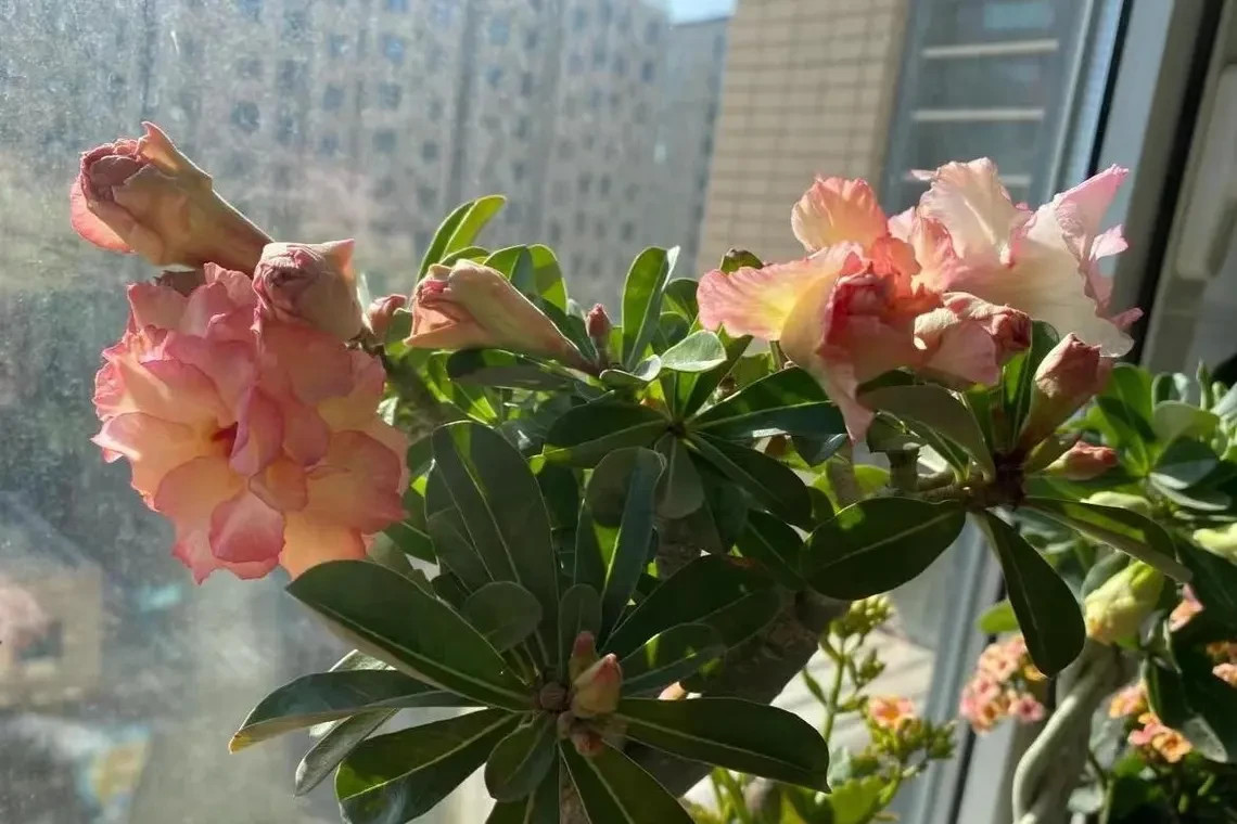 5Pcs Rare pink Desert Rose Seeds Garden Flower Decor-seed