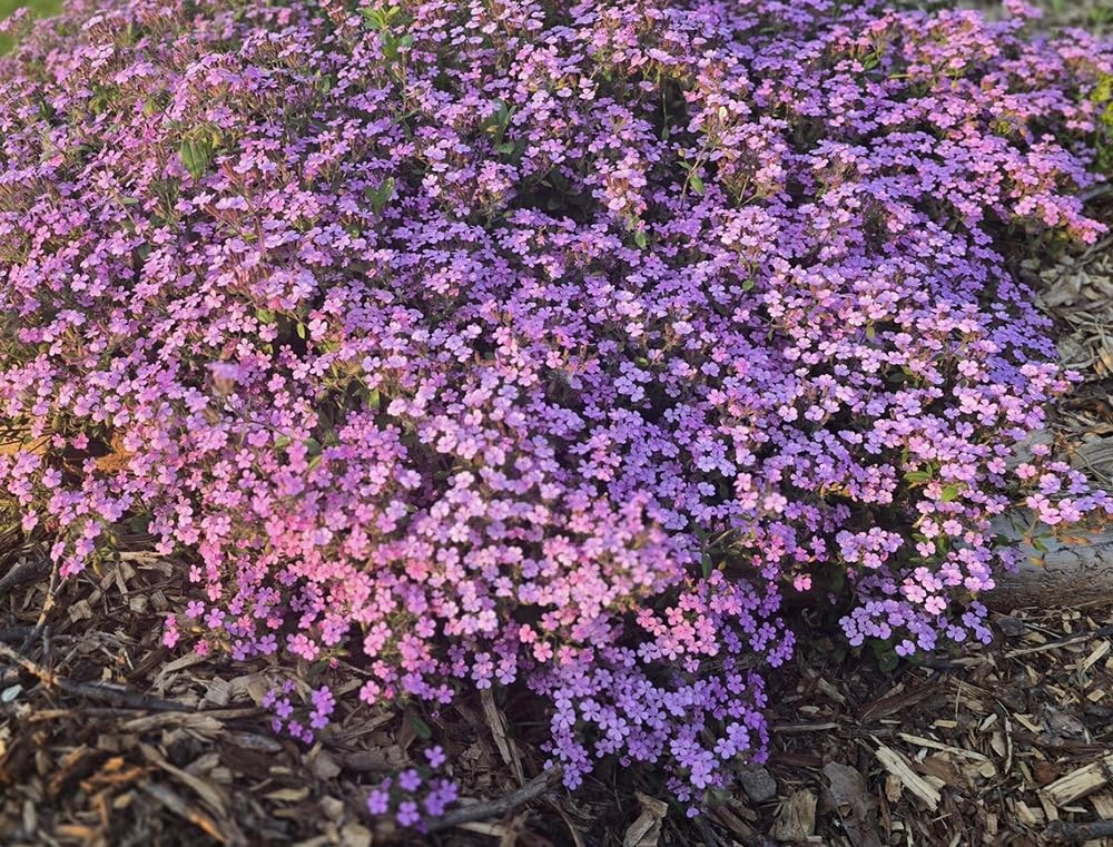 300 Pink Rock Soapwort Seeds Perennial Groundcover for Containers & Baskets