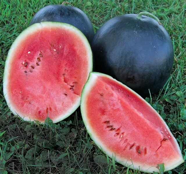 Black Diamond Watermelon Seeds 20 Ct Fruit Melon 30-50 lbs NON-GMO FREE SHIPPING
