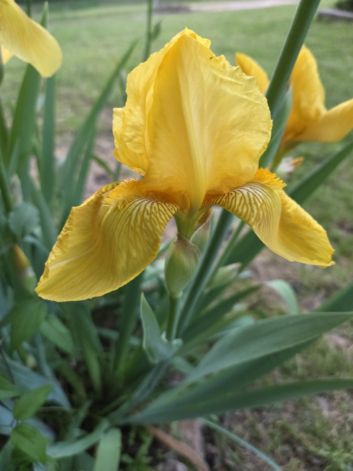 6 – Yellow Iris Flower Rhizome Rhizomes Plant Flowers Dug Fresh