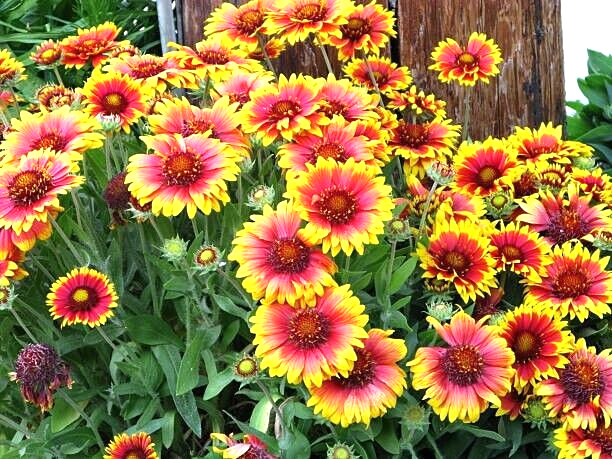300 INDIAN BLANKET SEEDS | SALE FREE SHIPPING NON GMO HEIRLOOM FIREWHEEL