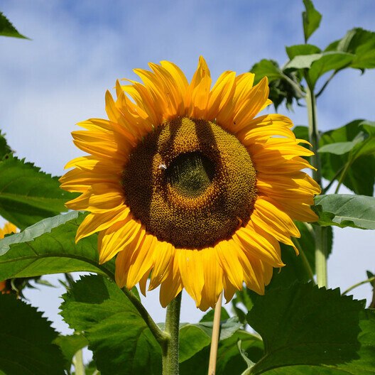 Sunflower MAMMOTH GREY – STRIPE Edible HEIRLOOM Bees 12′ Tall! Non-GMO 50 Seeds!