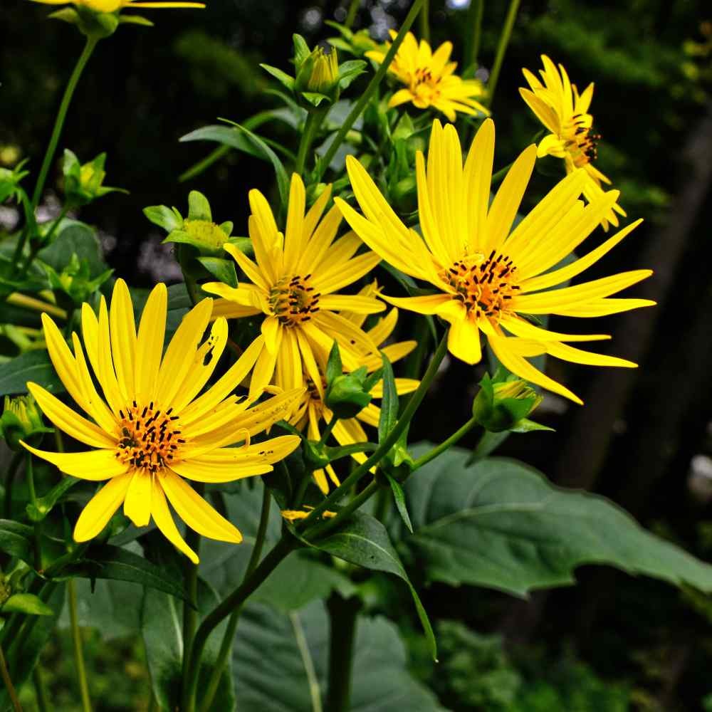 400 Seeds Silphium Seed – Cup Plant Flower Seeds