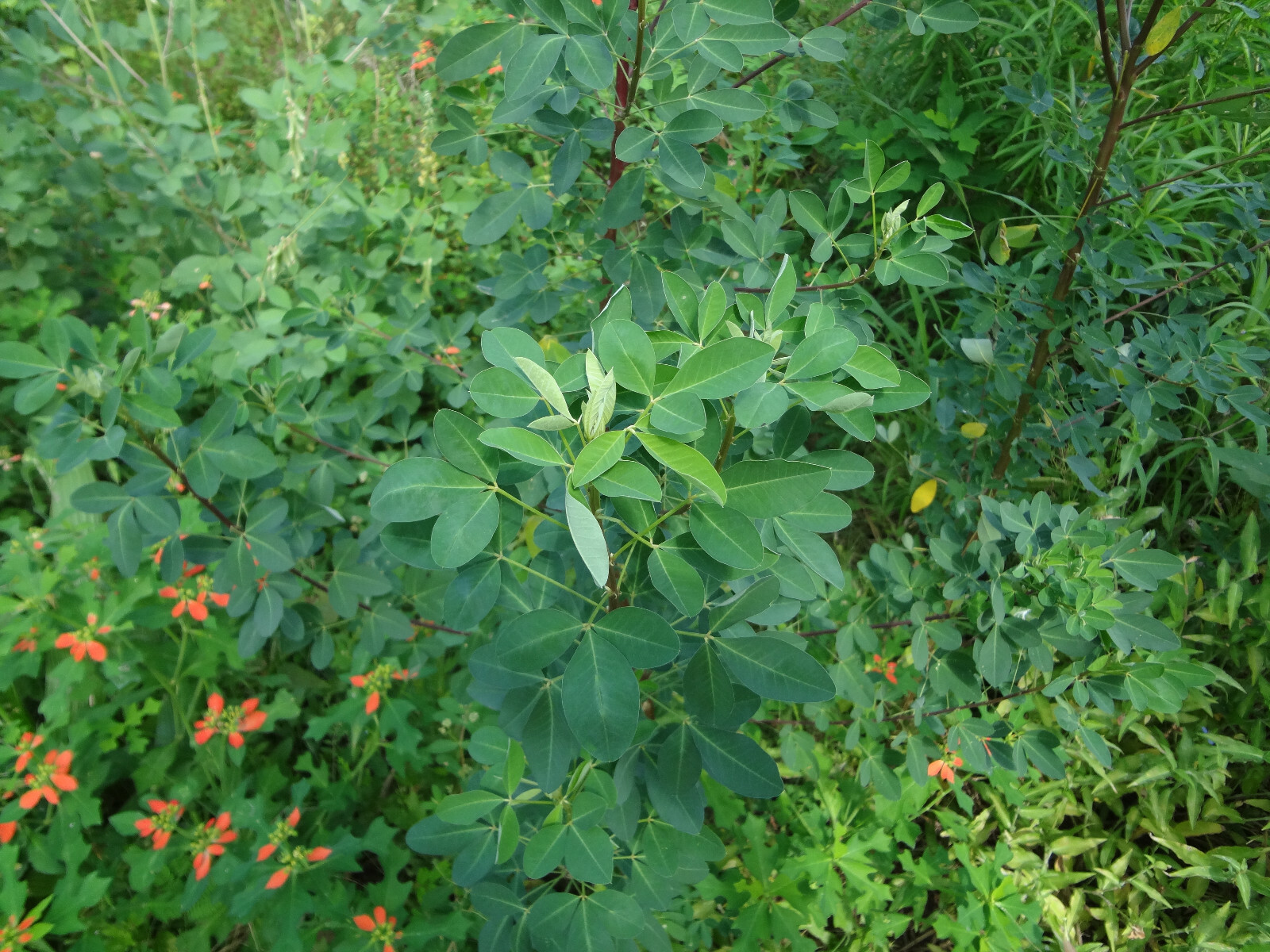 CHIPILIN Very RARE Central America Cold Hardy El Salvador 10 SEEDS