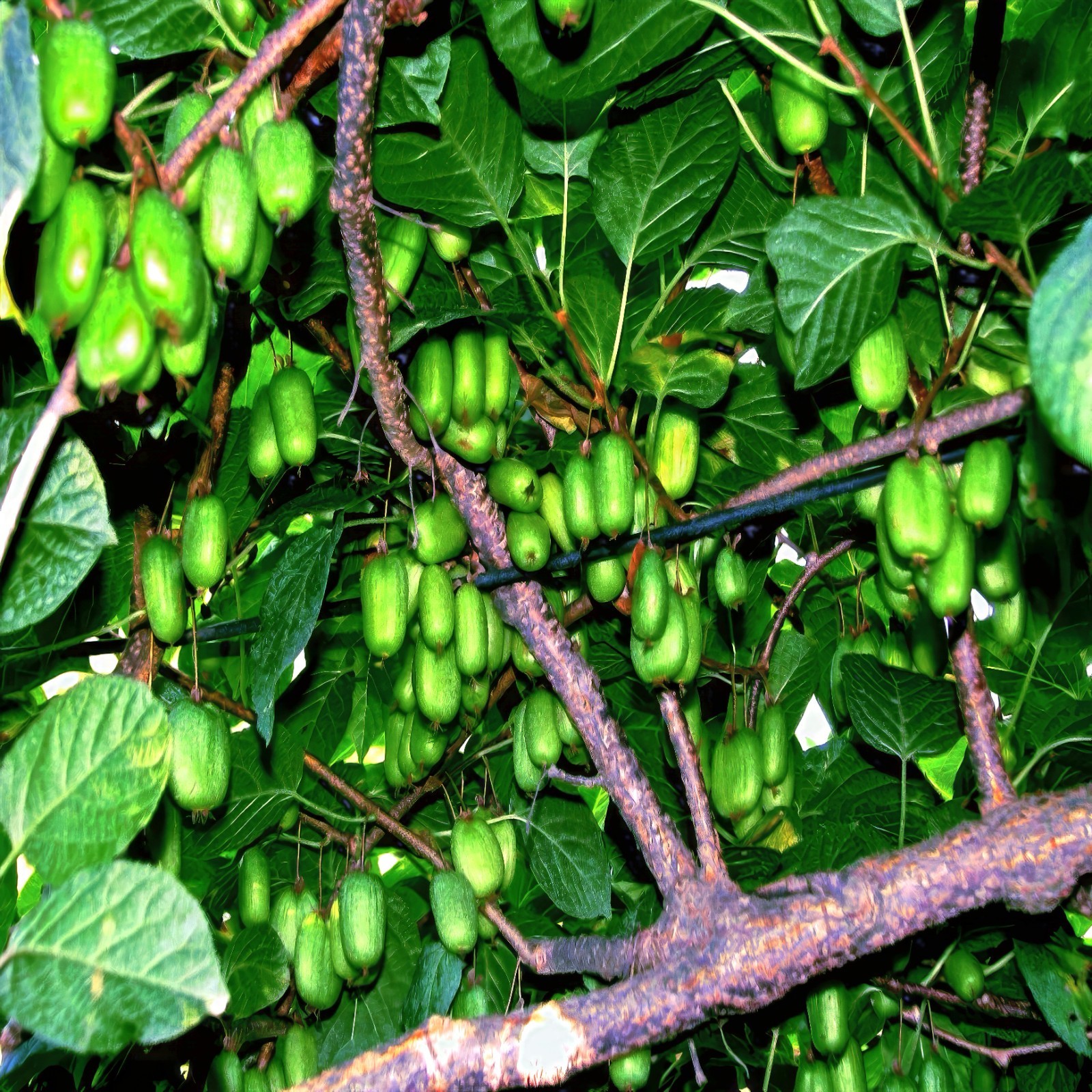 Issai Kiwi Seeds Arctic Grape Berry Superfruit Garden Plant Cold Hardy Fast Vine