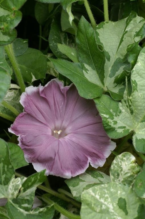 Ipomoea nil Chocolate | 10_Seeds