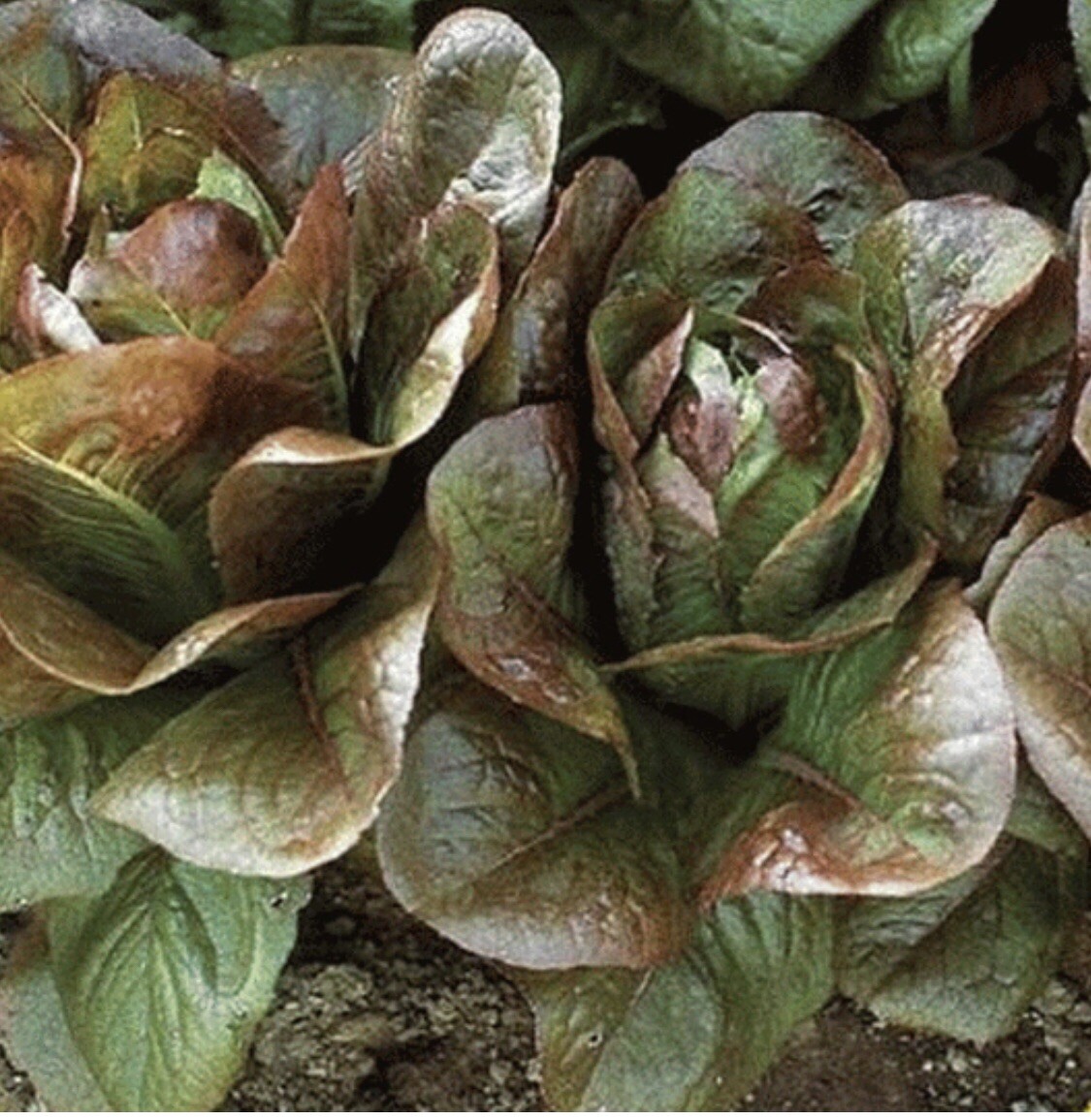 700+ Rouge D’Hiver Romaine Seeds-NONE GMO-Open Pollinated
